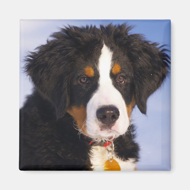 Bernese Mountain Dog Magnet (Vorne)