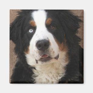 Bernese Mountain Dog Magnet 2 - "Lucy"