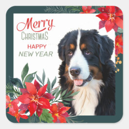 Bernese Mountain Dog Poinsettia Bouquet Weihnachte Quadratischer Aufkleber