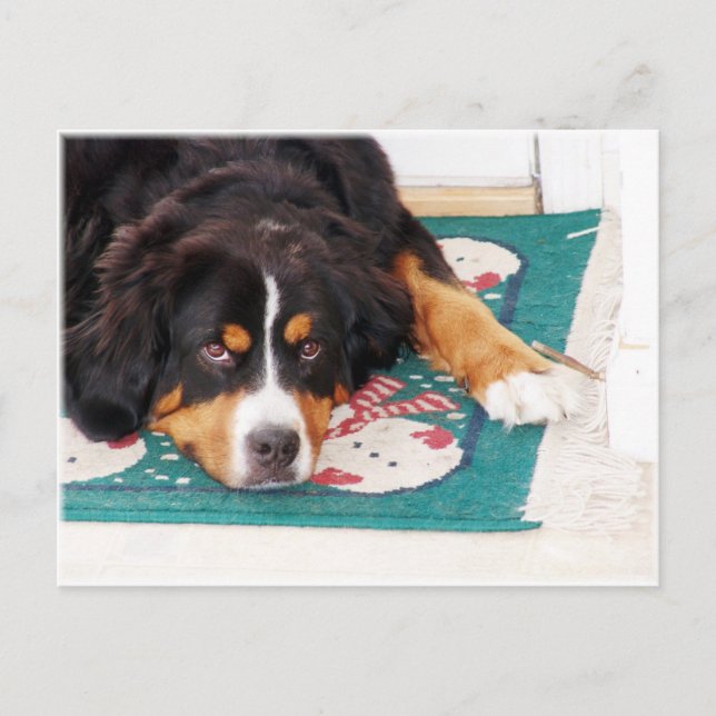 Bernese Mountain Dog Postcard Postkarte (Vorderseite)