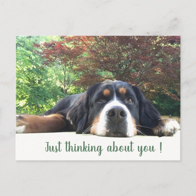 Bernese Mountain Dog Postkarte (Vorderseite)