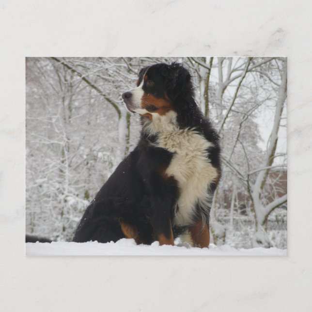 Bernese Mountain Dog Postkarte (Vorderseite)