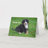 Bernese Mountain Dog Puppy Foto