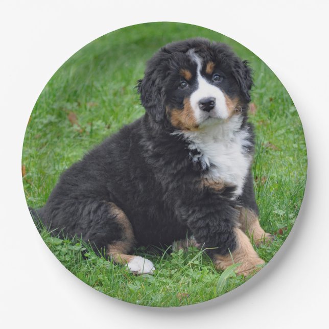 Bernese Mountain Dog Puppy Foto Pappteller (Vorderseite)