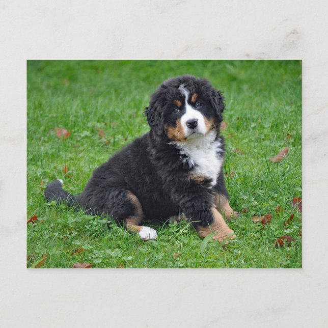 Bernese Mountain Dog Puppy Foto Postkarte (Vorderseite)