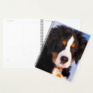 Bernese Mountain Dog Puppy Planer