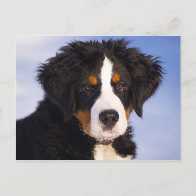 Bernese Mountain Dog Puppy Postkarte (Vorderseite)