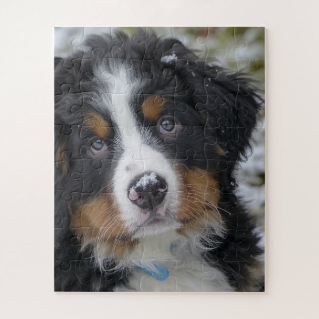 Bernese Mountain Dog Puppy Second (Vertikal)
