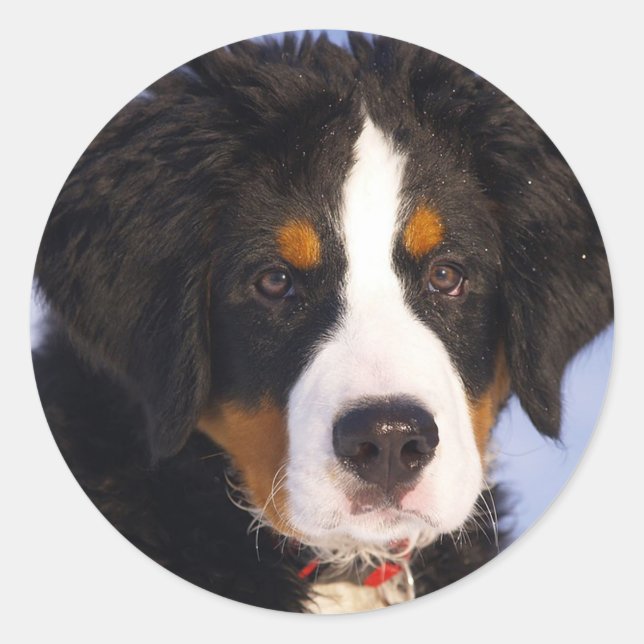 Bernese Mountain Dog Runder Aufkleber (Vorderseite)