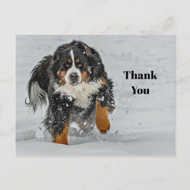 Bernese Mountain Dog Snow Foto Vielen Dank Postkarte (Vorderseite)