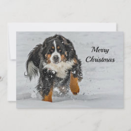 Bernese Mountain Dog Snow Foto Weihnachtswohnung Feiertagskarte