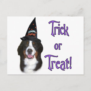 Bernese Mountain Dog Trick Postkarte