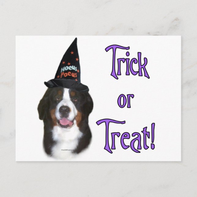 Bernese Mountain Dog Trick Postkarte (Vorderseite)