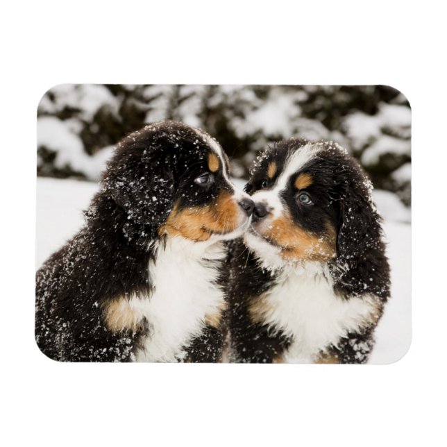Bernese Mountain Dog Welppies Sniff Magnet (Horizontal)