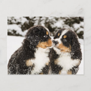 Bernese Mountain Dog Welppies Sniff Postkarte