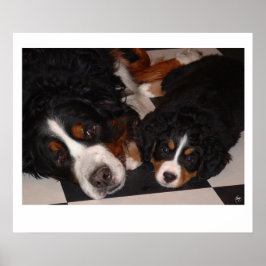Bernese Mountain Dogs Kopf Poster