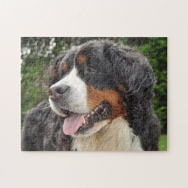 Bernese Mountain Hund. (Horizontal)