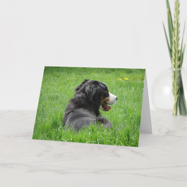 Bernese Mountain Hund genießt die Sonne, Geburtsta Karte (Vorderseite)