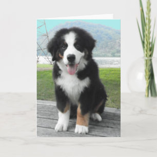 Bernese Mountain Hund Grußkarte Karte