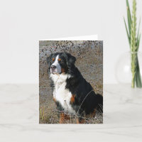 Bernese Mountain Hund Hallo Liebe Vielen Dank