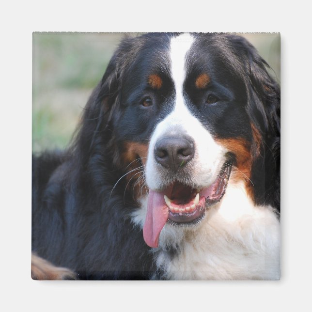 Bernese Mountain Hund mit Big Tongue Magnet (Vorne)