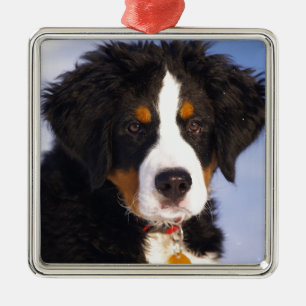 Bernese Mountain Hund - Niedliches Welpe Foto Silbernes Ornament
