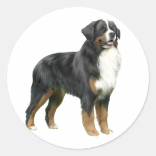 Bernese Mountain Hund - stehend Runder Aufkleber