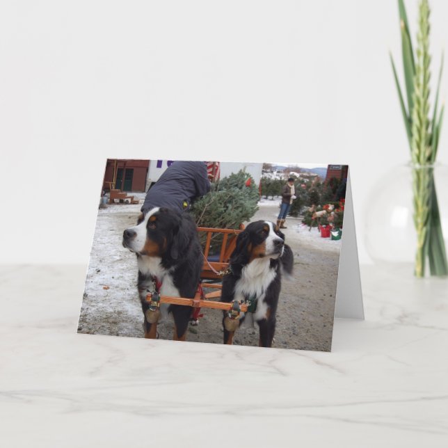 Bernese Mountain Hunde Feiertagskarte (Vorderseite)