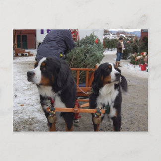 Bernese Mountain Hunde Postkarte