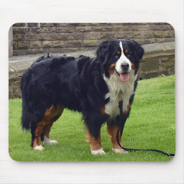 Bernese Mountain-Maus-Matte Mousepad (Vorne)