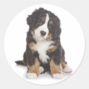 Bernese Mountain Puppy Dog Sticker / Siegel
