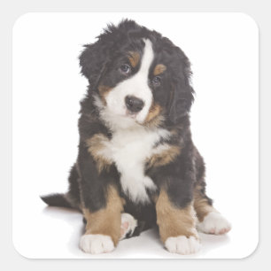 Bernese Mountain Puppy Dog Sticker / Siegel
