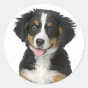 Bernese Mountain Puppy Dog Sticker / Siegel