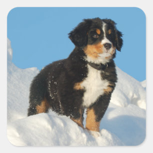 Bernese Mountain Puppy Dog Sticker / Siegel
