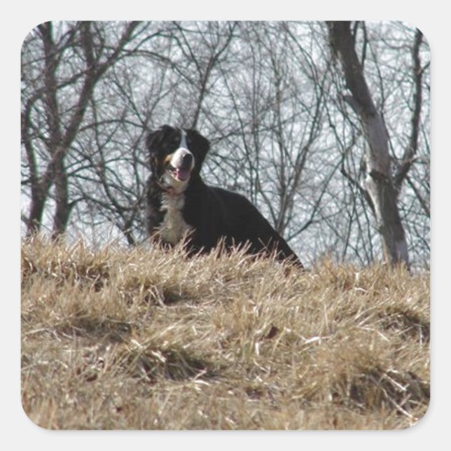 Bernese Mt. Dog Quadratischer Aufkleber (Vorderseite)