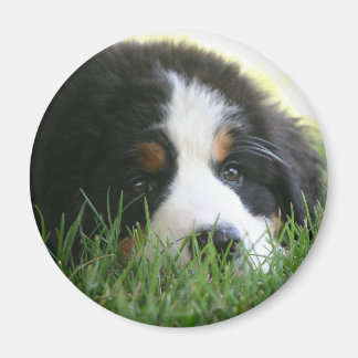 Bernese Puppy Magnet