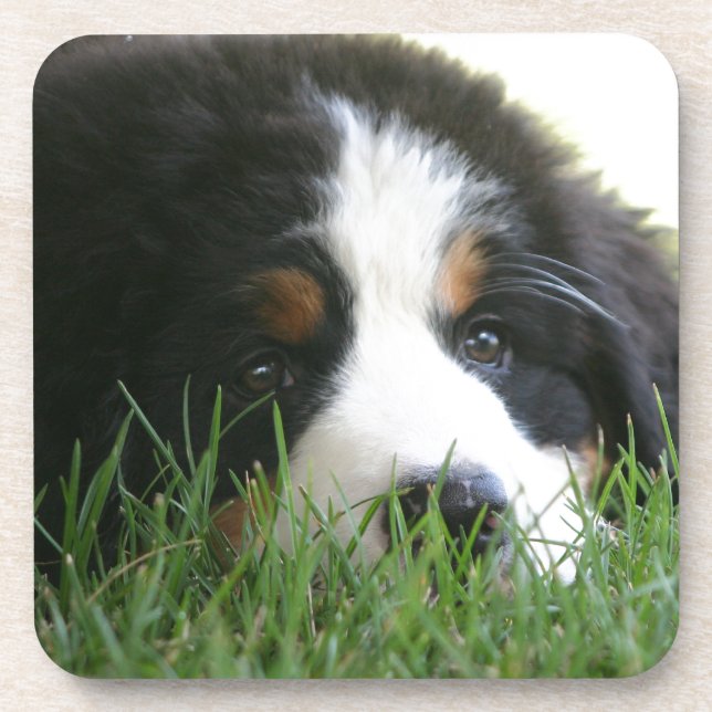 Bernese Welpe Getränkeuntersetzer (Vorderseite)