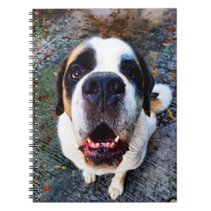 Bernhadiner  notizblock