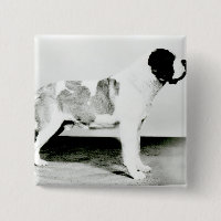 Bernhardiner-Hund
