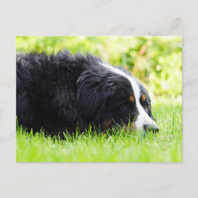 Bernhund auf Gras Postkarte (Vorderseite)