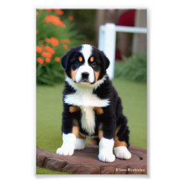 Bernice Mountain Puppy Satin Foto Erweiterung