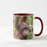 Bernie Orangutan
