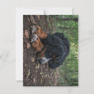bernischer Berghund im Wald Dankeskarte