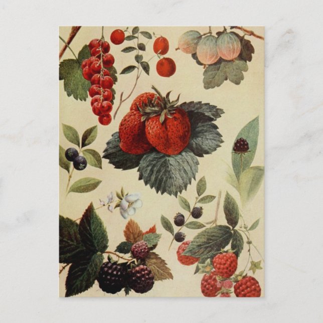 BERRIES BERRIES carte postale (Devant)