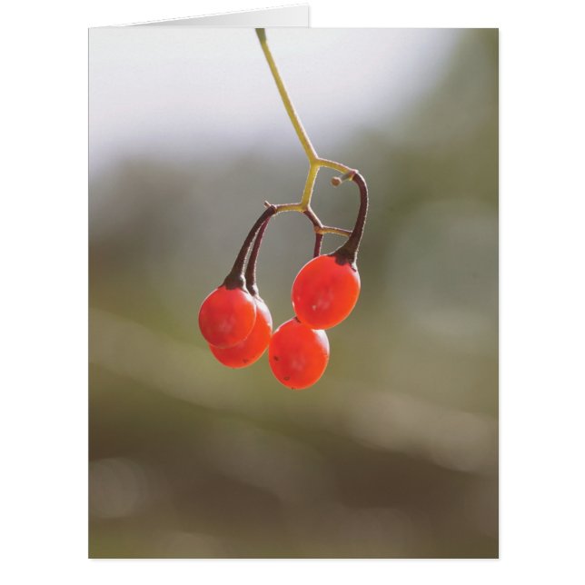 Berries fallen. (Vorderseite)