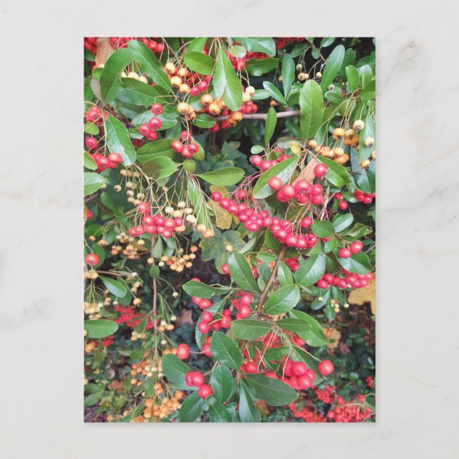 Berries im Park Postkarte (Vorderseite)