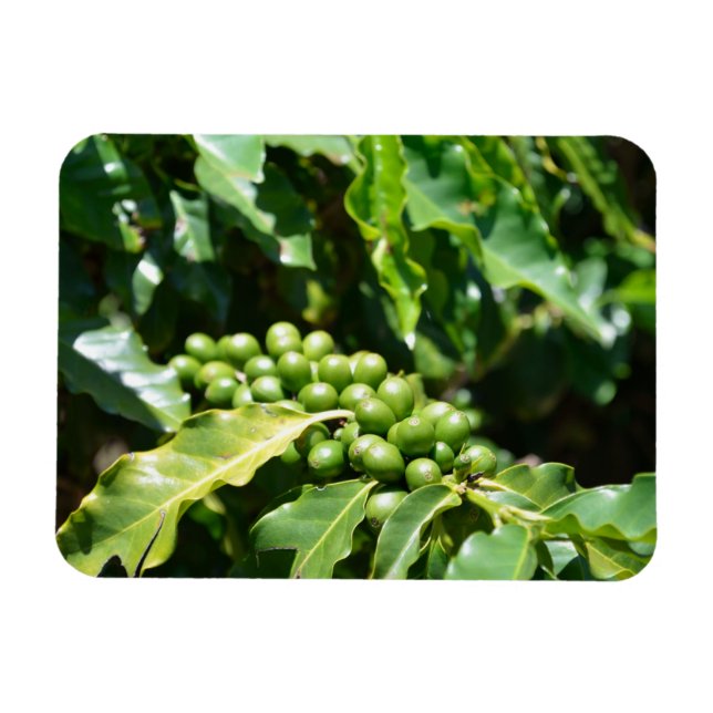 Berries Magnet (Horizontal)