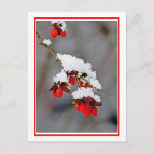 Berries mit Schnee Postkarte