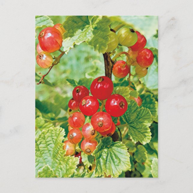 Berries Red Currant Postcard Postkarte (Vorderseite)