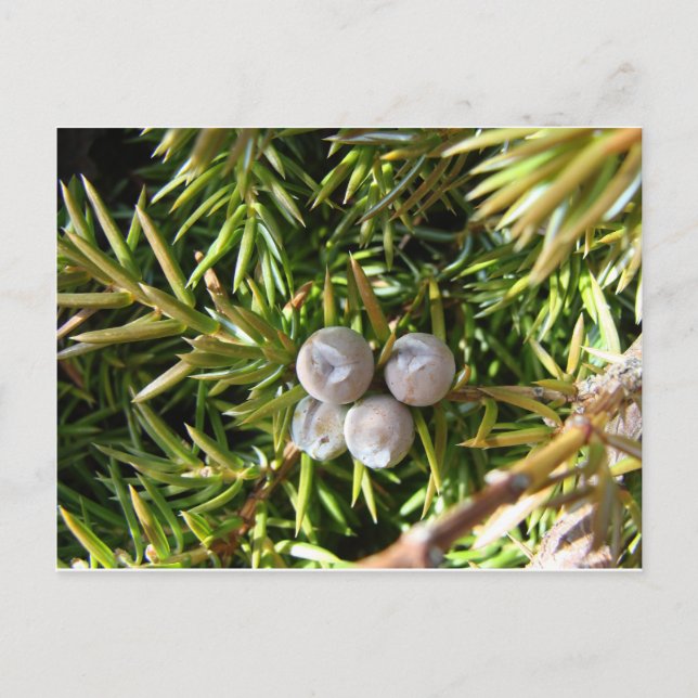 Berry Baubles Postkarte (Vorderseite)